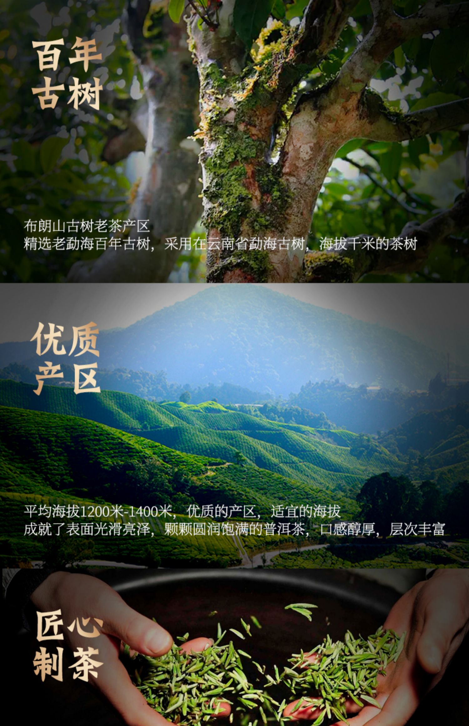 【血亏冲量】云南陈皮普洱茶150g小沱茶熟茶