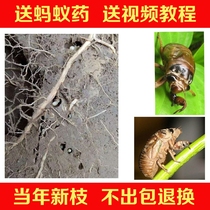 Golden cicada knows monkey species Golden Cicada seedlings know monkey climbing fork seed egg larvae Golden Cicada seed breeding egg branch tree