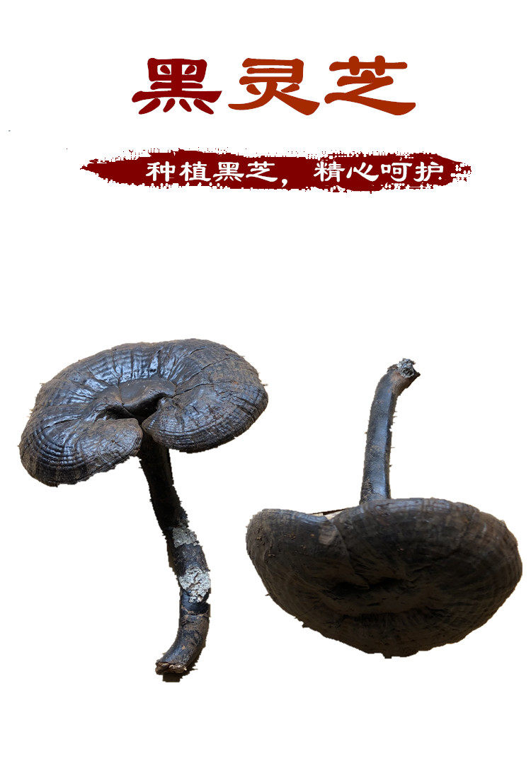 Handle black Ganoderma lucidum planting Nyingchi whole branches without bitter Ganoderma lucidum spore powder Selected thick slices of meat powder 500g