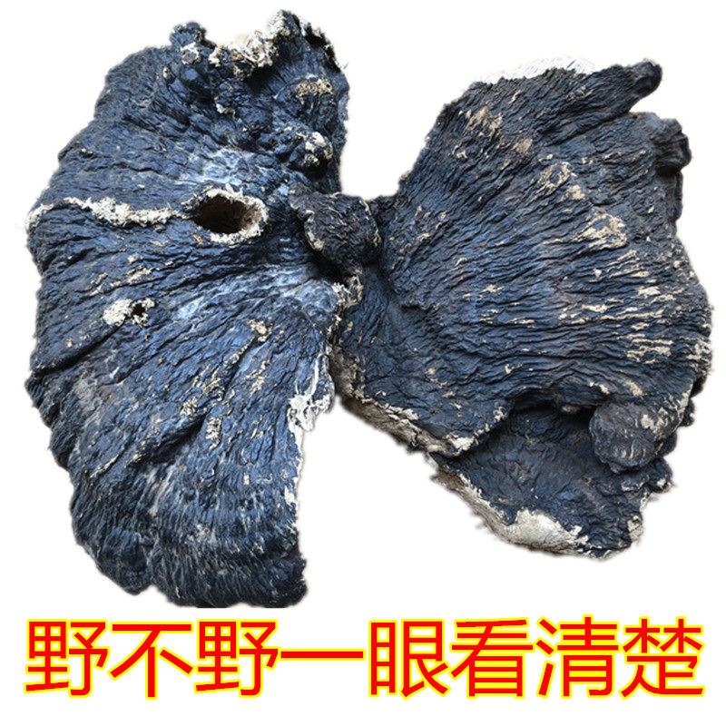 Bo Shuzhi Wild thin cover Linzhi pine layer fungus Red edge tree tongue Ganoderma lucidum is not bitter 2 a catty picked in 2019