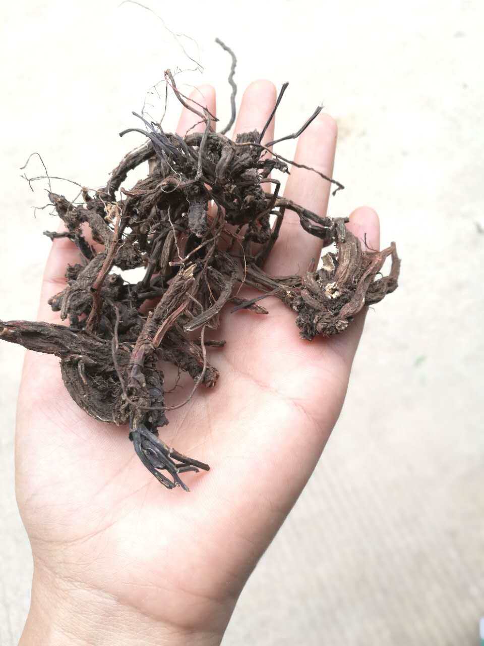 Wild Salvia Yunnan Qiubei Purple Salvia Tea 250g