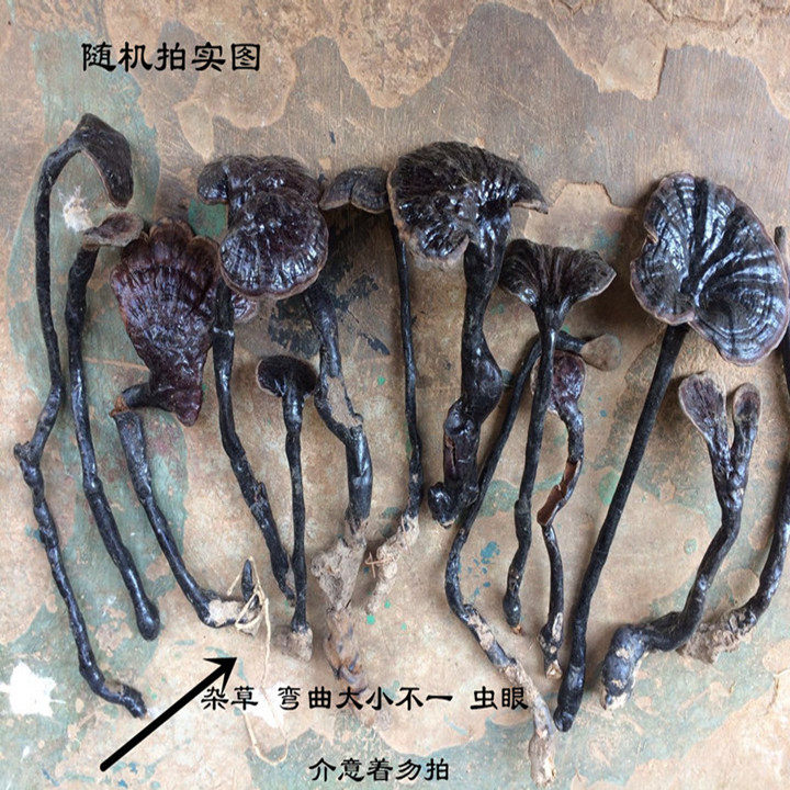 Wild Bamboo Ganoderma Lucidum Zhu Linzhi tablets Natural small long-necked purple zhi whole branches with handles Bulk 1 kg of Bamboo Ganoderma lucidum