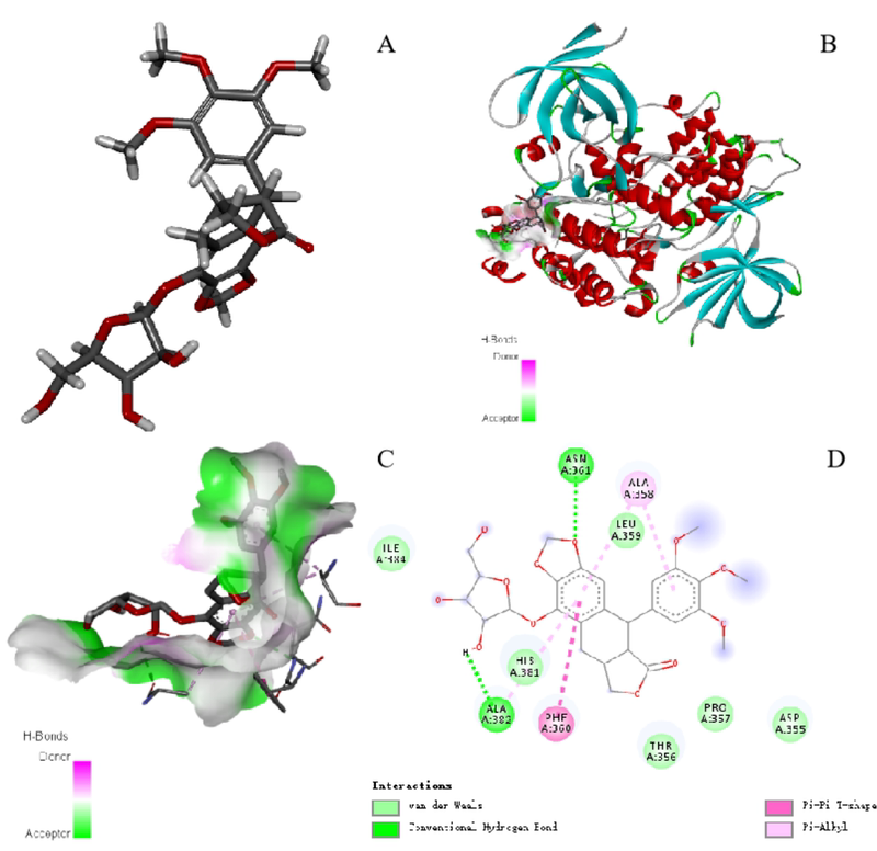 Professional Molecular Docking Services, 2026 Orders Continue to Be Accepted Virtual Screening, Kinetic Simulation