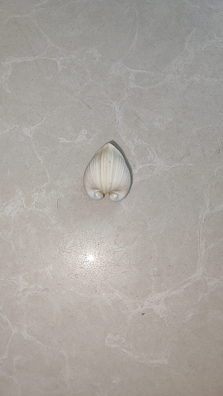 Sheep Horn Concentric Clam