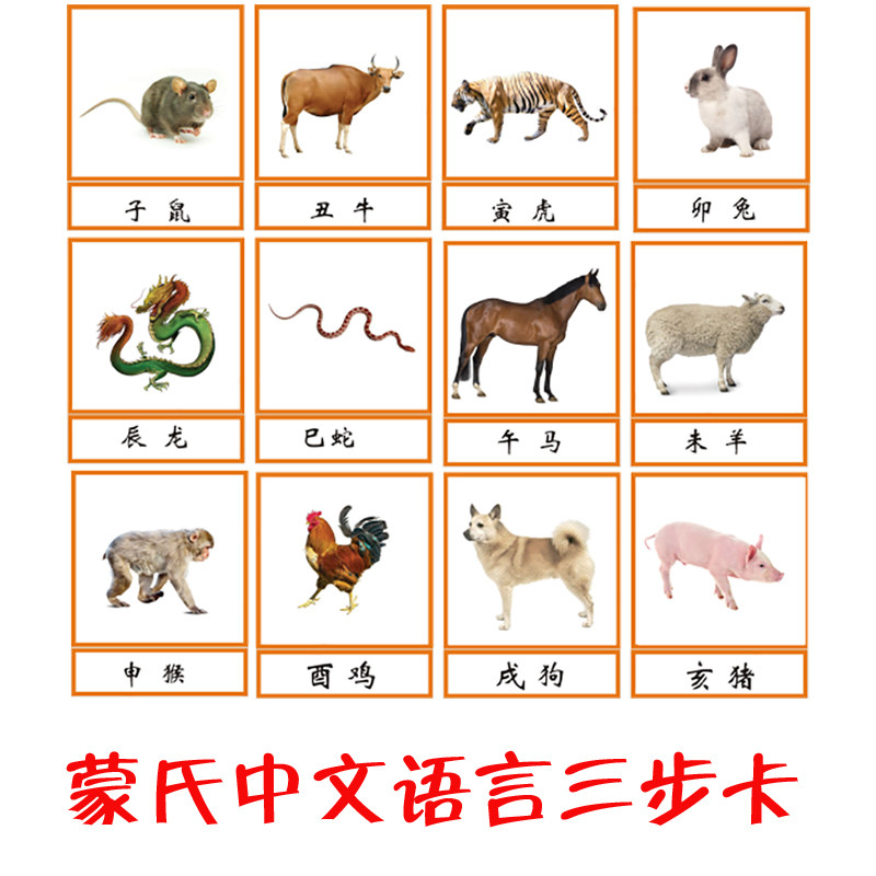 Montessori language three-stage card Montessori language area teaching aids Baby language training card Chinese science three-part children