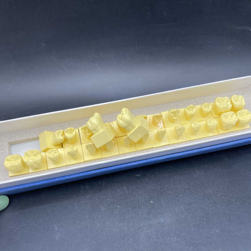 1倍恒牙模型 带底座仿真离体牙形态 教学雕牙参照解刨教学 有牙位