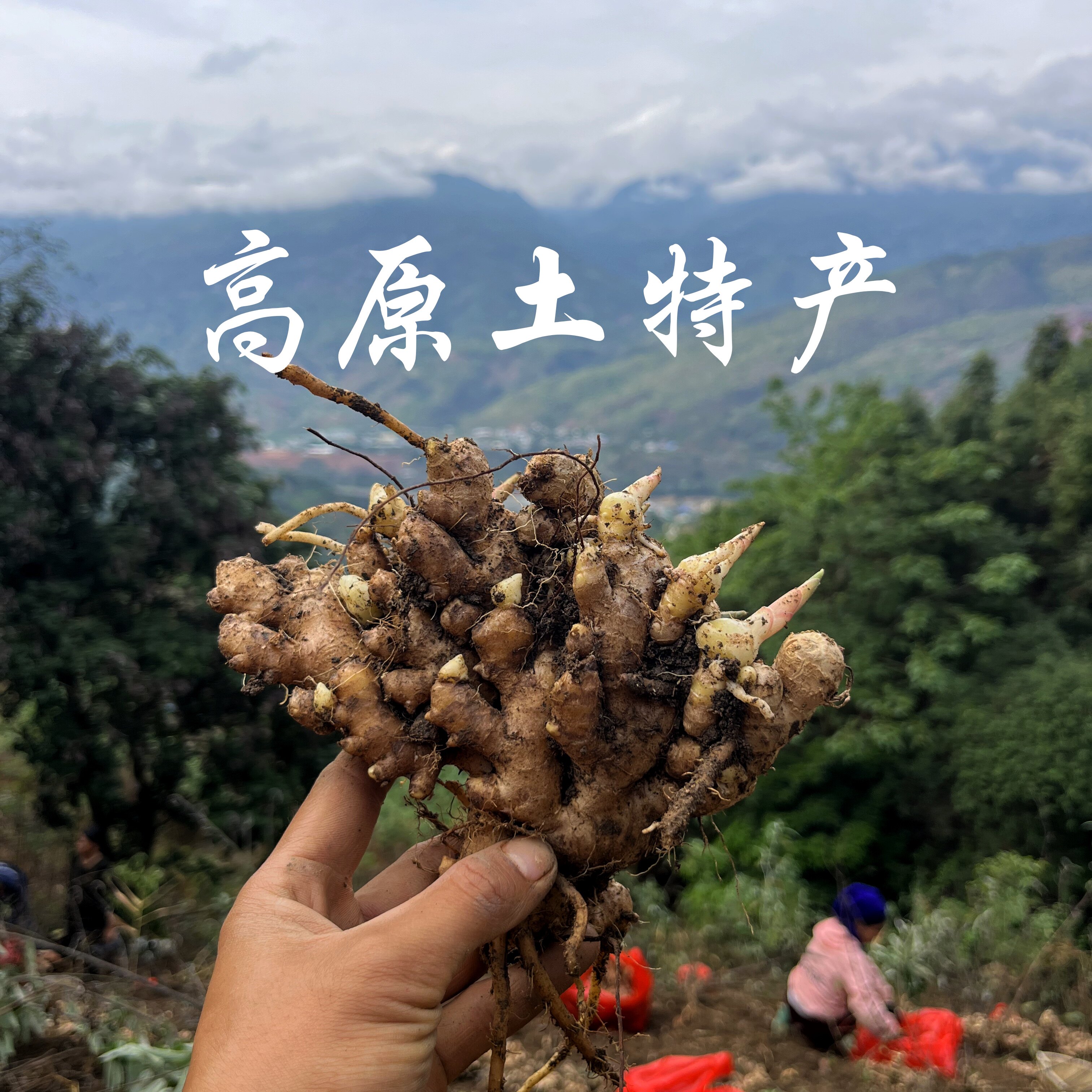 云南高山农家土特产