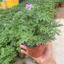 Balcony herb plant mosquito repellent home indoor flowers repel mosquitoes green plants repel potted plants