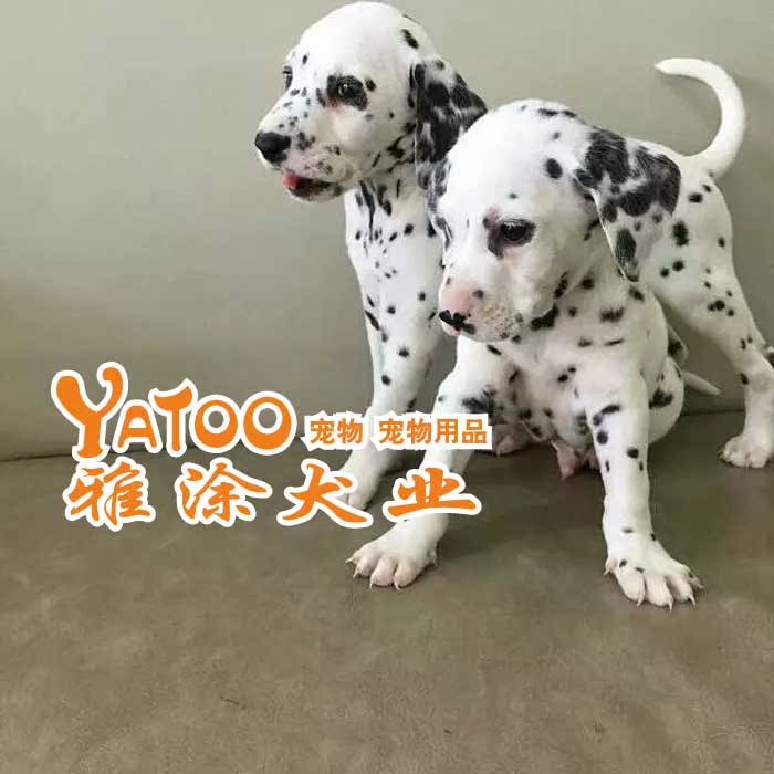 纯种斑点活体宠物狗狗幼犬可上门无中介有公母