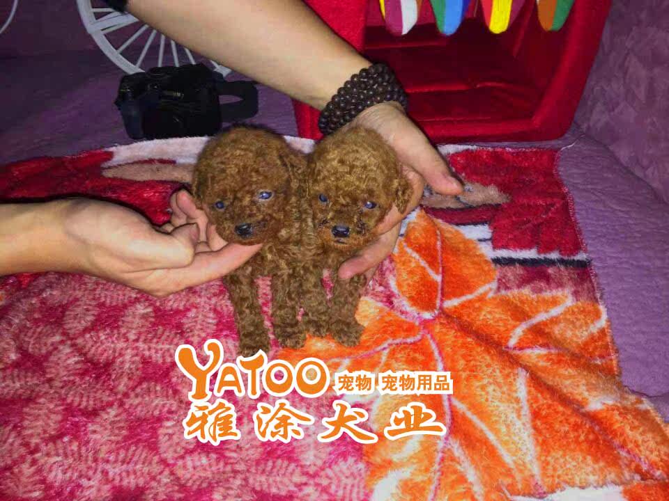 红色泰迪熊贵宾贵妇茶杯型 可上门无中介，有公母