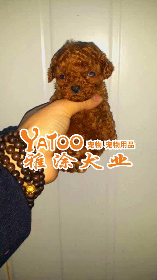 红色泰迪熊贵宾贵妇茶杯型 可上门无中介，有公母