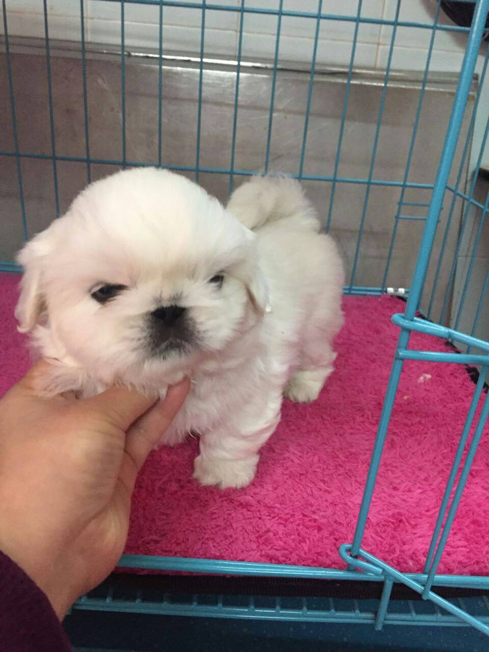 纯种白京巴北京犬宠物小狗幼犬 可上门 两个月大