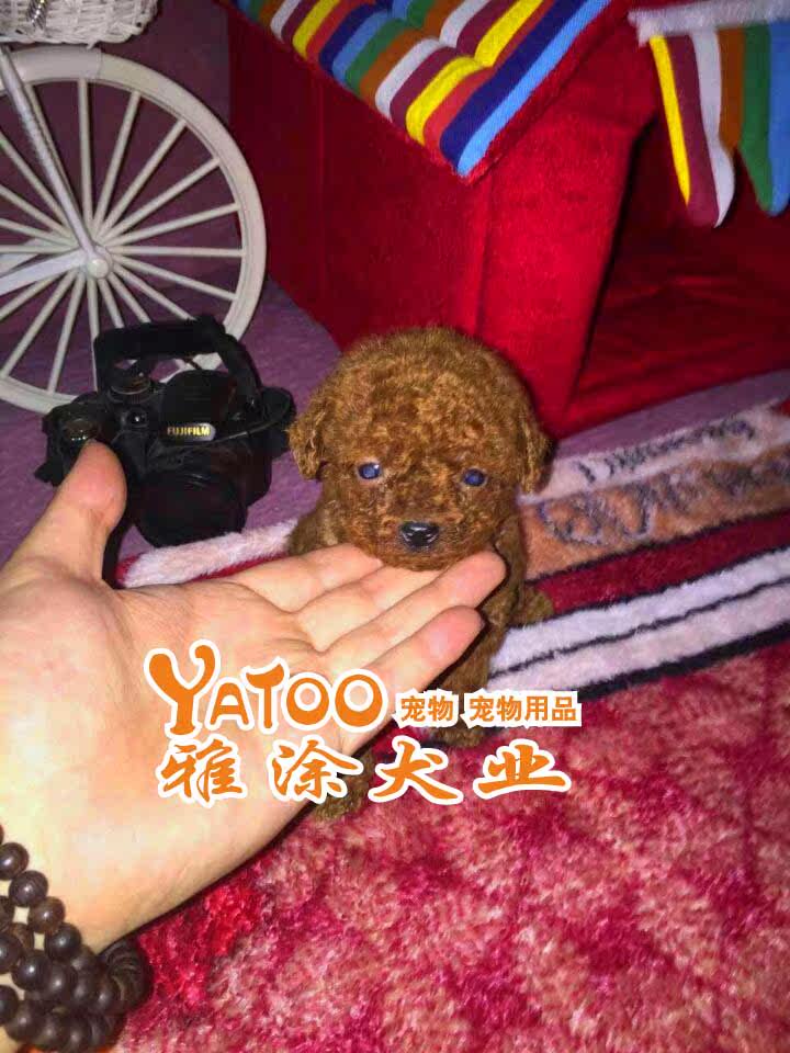 红色泰迪熊贵宾贵妇茶杯型 可上门无中介，有公母