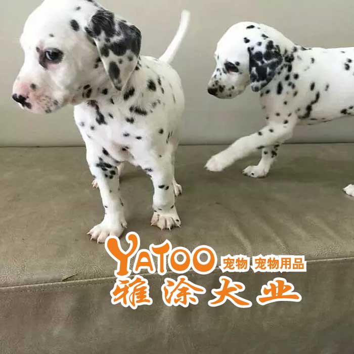 纯种斑点活体宠物狗狗幼犬可上门无中介有公母