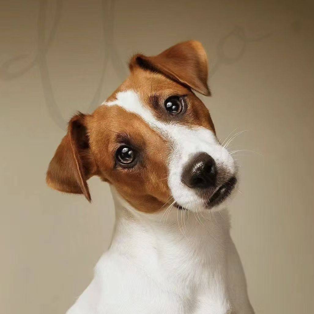 2026年什么样的小型犬才是最适合家庭的迷你萌宠?-宠物-淘宝百科网