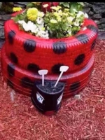 Винный красный жук