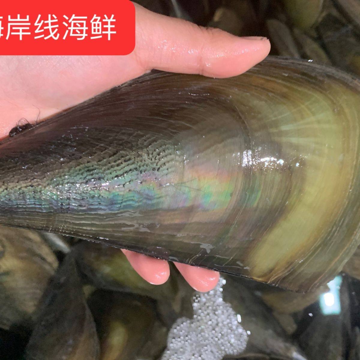 江瑶贝带子螺海捕扇贝顺丰海鲜烧烤必备,鲜美10只装!🦀🍤-泥螺-淘宝百科网