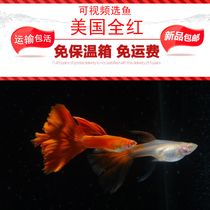 Fine thoroughbred American all-red tropical freshwater ornamental fish guppies anchovies big back big-tailed fish live