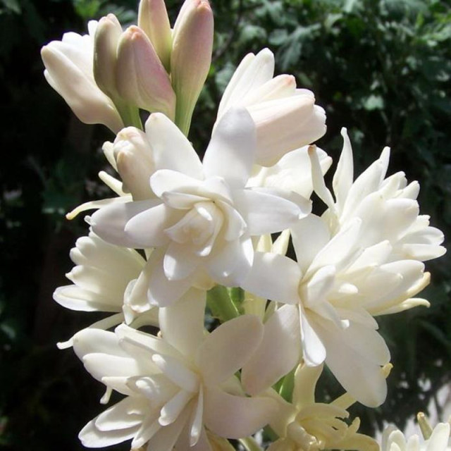 White double tuberose fragrant flower perennial bulb special offer