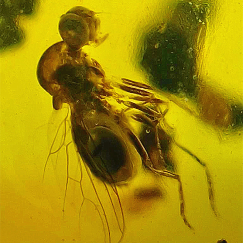 New Myanmar Pure Natural Amber Insect Fossil Specimen from the Cretaceous Period, Genuine Product with Unique Identification