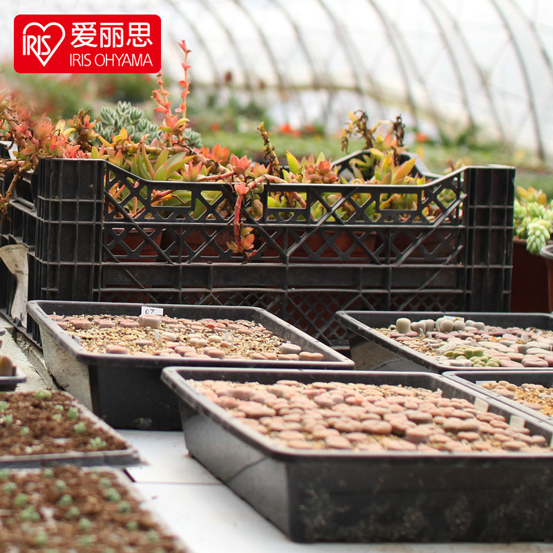 Alice Sports Seeds Plate Multimeat Planting Box Large Flower Basin Thickness Resin Basin Alice Sports Pot Seedle Seeds
