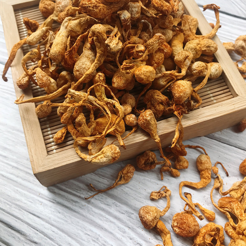 Chrysalis Caterpillar Fungus North Caterpillar Fungus Dry Goods Large Spore Head Caterpillar Fungus Flowers 250 gr Golden Caterpillar Fungus Soup Good Material