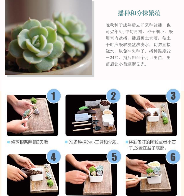 Cây mọng nước mọng nước cây phân bón đặc biệt giải pháp dinh dưỡng chống rễ tận gốc thúc đẩy rễ cây làm vườn bình tưới cây mini