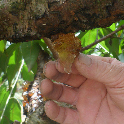 Peach Gum Peach Blossom Tears Dry Goods Day Sun Peach Gum Peach Butter Farm Water Honey Peach Tree Peach Gum Dry Goods 250g