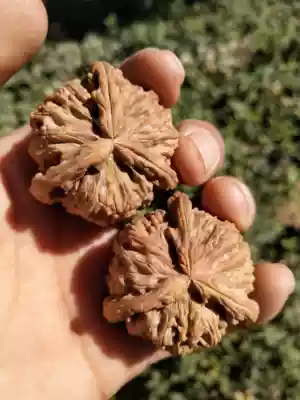 Wenwen walnut century-old tree Yin skin is running three-sided lion head white lion ball with three tendons Mitsubishi Leng craft