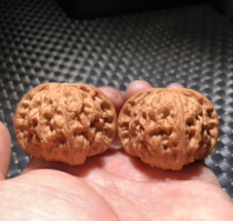 45 Size stuffy white lion subhead Wen playing walnut cross tip boutique large size belly full