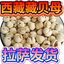 Tibetan Fritillaria wild special grade non-Sichuan Fritillaria pine Fritillaria free sulfur-free powdering for children to make pear paste authentic Tibet