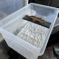 Reptile breeding box breeding box with cover reptile pet box pet snake spider scorpion gecko snail insect R genus eyelid horn