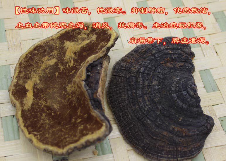 长白山野生暴马丁香桑黄