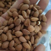 Authentic Shaanxi Hanzhong wild peach kernel Chinese herbal medicine 500g medicinal mountain peach kernel walnut kernel sulfur-free