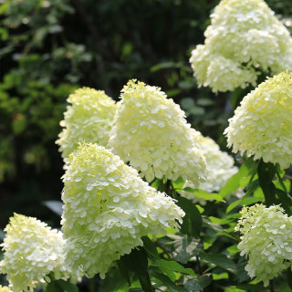 arbor grandiflora lime light panicle hydrangea