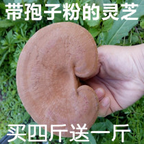 Ganoderma lucidum Changbai Mountain semi-wild planting of its own whole column Ganoderma lucidum with Ganoderma lucidum spore powder 500g