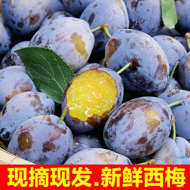 四川新鲜西梅原产地直发