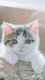 Chinese pastoral cat civet cat cub pear cat live civet cat kitten three-flower cat civet white cat floret cat