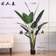 Nordic new simulated banana tree, bird of paradise tree, turtle back, fiddle leaf fig, tropical floor-standing broad-leaf green plant potted plant