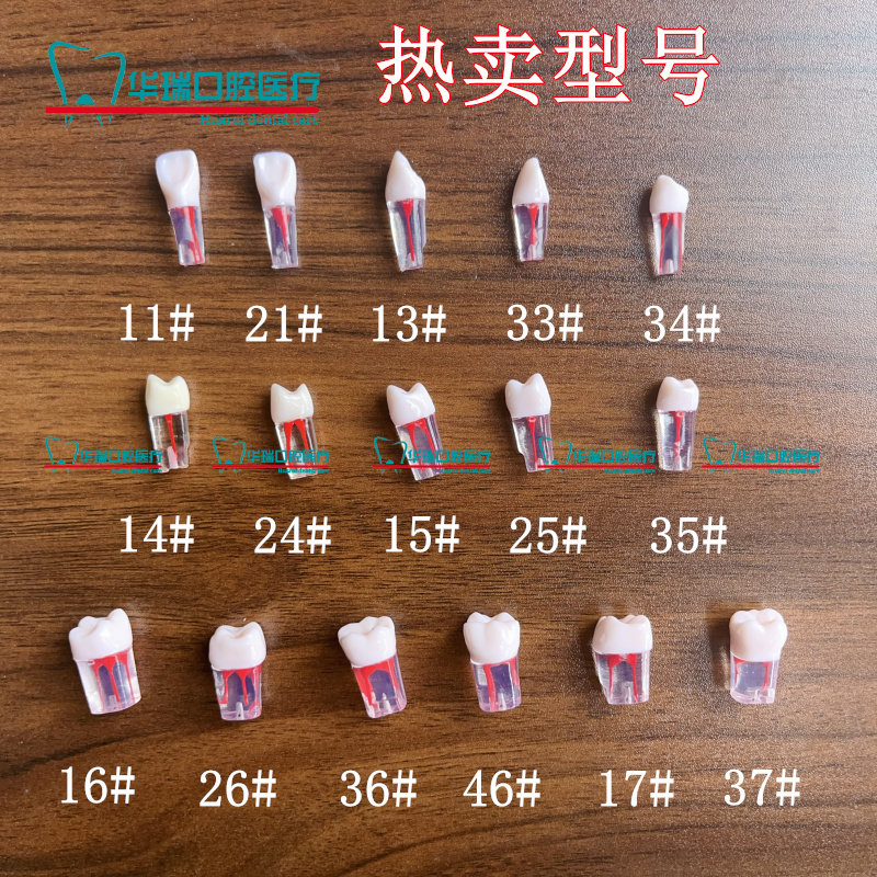 根管开髓牙备用牙模型离体牙粒树脂牙开髓口腔考试练习
