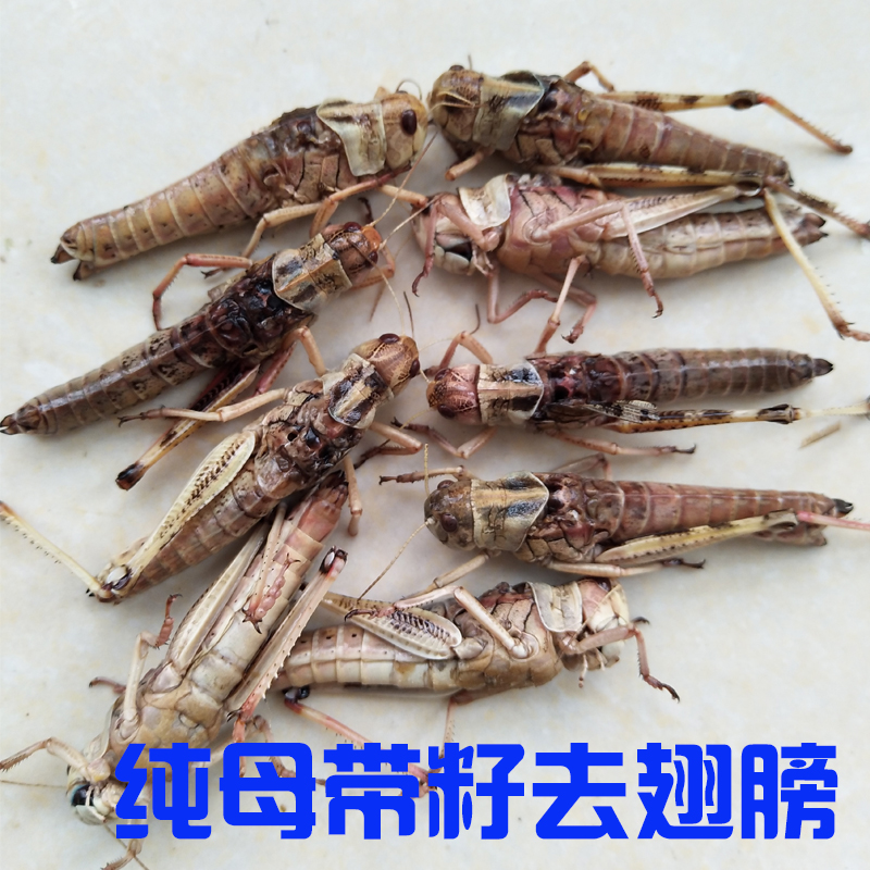 Fresh living frozen mother Grasshopper East Asia Flying Locusts Grasshopper Grasshopper Grasshopper Grasshopper Grasshopper full 2 kilos