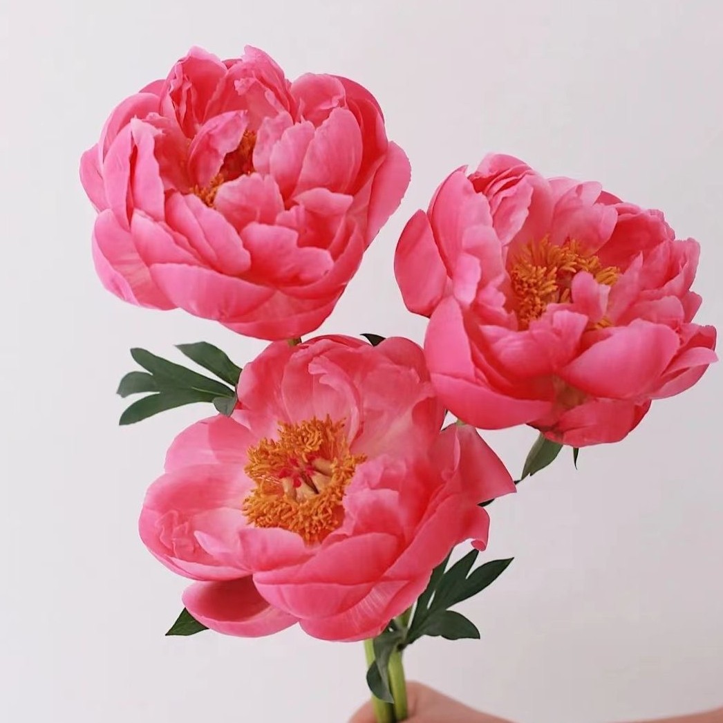 梦境鲜花甄选的LOGO