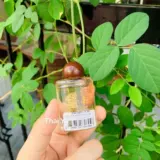 Таиланд Mistine Maste маленькая парфюмерная мини -бутылка мужчины и женщины могут использовать Western Classic 14 мл бесплатная доставка