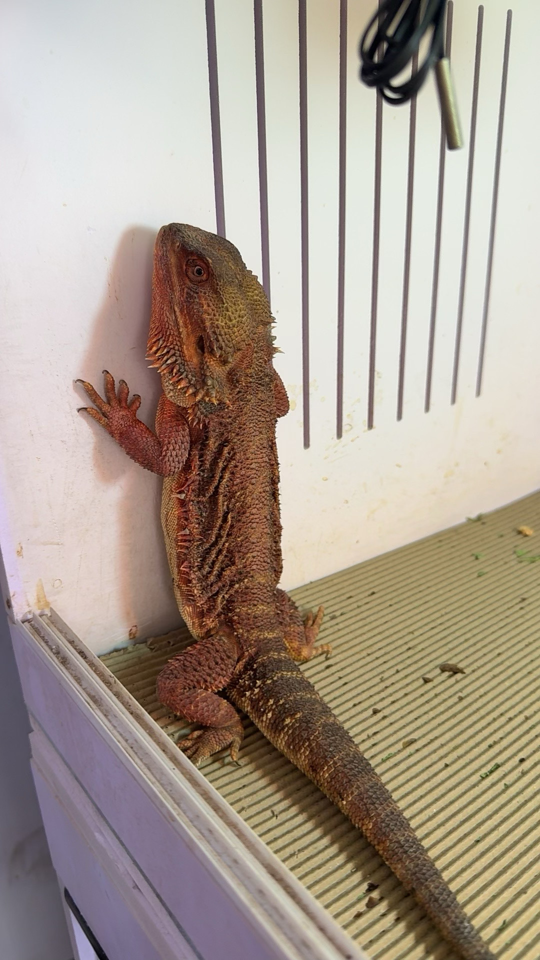 成体鬃狮蜥红系种公繁殖组：优选粗尾巴黑甲隐果，蜥蜴爱好者的梦幻之选！-守宫蜥蜴-淘宝好物网, image size:1080x1920