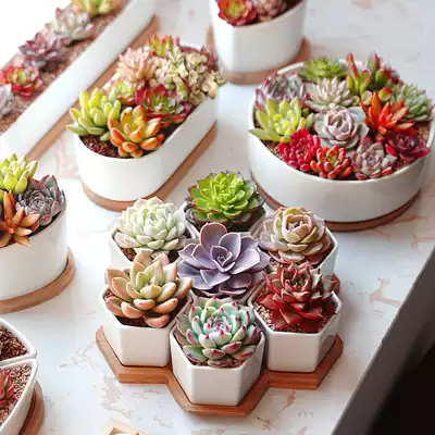 镜绿多肉植物组合盆栽新手套餐室内绿植花卉含白瓷花盆土送木托盘