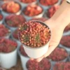 Товары от 镜绿旗舰店