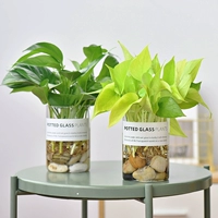镜绿 Золотые очки Gullin Glasses Vase костюм Гидропонный горшок.