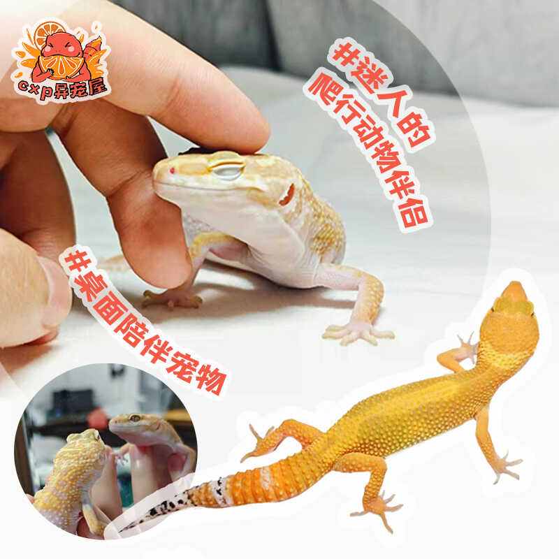 豹纹守宫苗子：萌宠新宠，轻松上手的迷你蜥蜴！-守宫蜥蜴-淘宝好物网