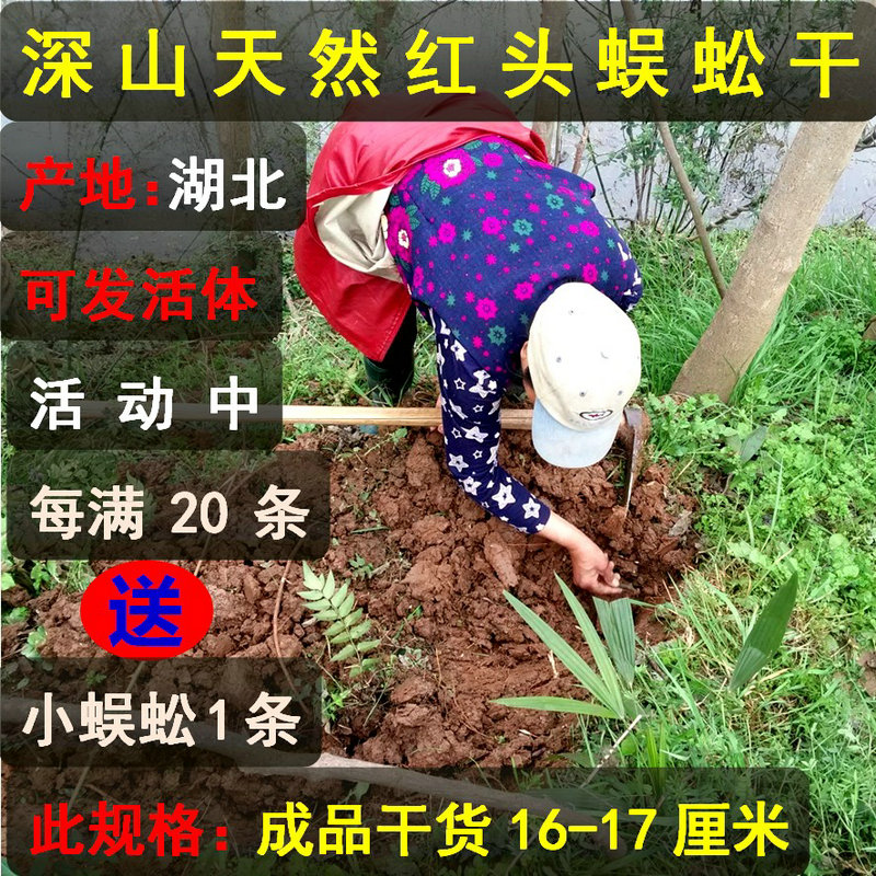Centipede Red-headed centipede dried