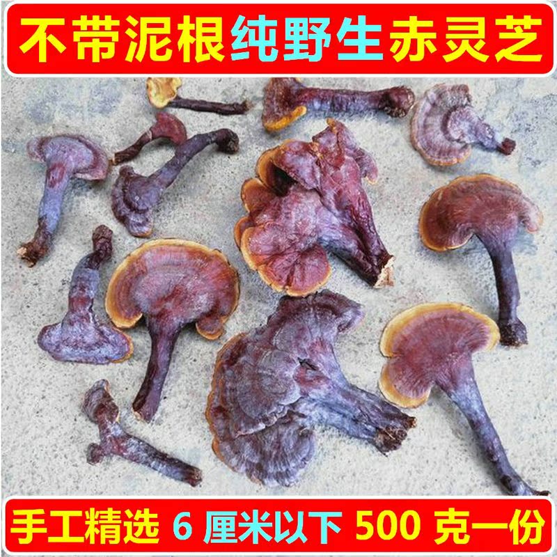 Ganoderma lucidum pure wild red Ganoderma lucidum The whole branch of Ganoderma lucidum deep in the mountains can be sliced and ground 500 grams of Ganoderma lucidum grass